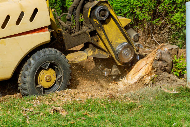 Emergency Storm Tree Removal in Williamstown, KY